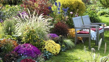 jesienna rabata/ roczna licencja Herbstbeet mit Chrysanthemum v.r. : 'Zelos' 'Kilo' 'Kiroul' 'Lara' 'Kifix' 'Kipli' ( Herbstchrysanthemen ), Pennisetum 'Sky Rocket' ( Federborstengras ), Hypericum ( Johanniskraut ), Imperata 'Red Baron' ( Japanisches Rotgras ), Aconitum ( Eisenhut ), Heucherella ( Purpurgl^ckchen ), Holzbank SLOWA KLUCZOWE: msgnp11 000 Herbst quer draussen Beet Garten Stauden Gr ser Geh^lze Herbstf rbung gelb rosa Farbe rot orange Farbe rotbl ttrig Blattschmuck Sitzpl tze
