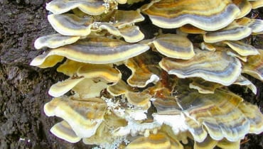 Huba na drzewie czereśni Huba na drzewie czereśni