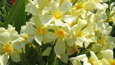 Oleander pospolity (Nerium oleander) w zależności od odmiany ma kwiaty białe, kremowe, żółte lub różowe 22.06.2003 WLOCHY GENUA KRZEWY LISCIASTE KWIATY OZDOBNE ROSLINY DONICZKOWE OLEANDER KWIATY ODMIANY