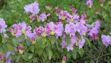 Ten sam okaz już przed rokiem miał lekko zwiędnięte liście i pierwsze plamy. Rhododendron cv. SLOWA KLUCZOWE: Ostrość Wysoka jakość różaneczniki Polska mazowieckie Pruszków 3-5 PCK