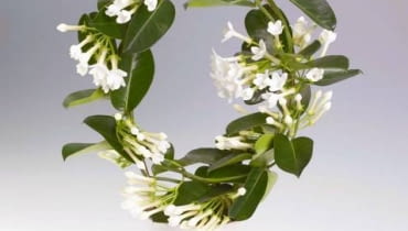 Stefanotis Bukietowy. To piękne pnącze wymaga dużo światła i świeżego powietrza, ale źle znosi bezpośrednie nasłonecznienie. Intensywnie pachnące białe kwiaty rozwijają się od maja do sierpnia. Stefanotis Bukietowy. To piękne pnącze wymaga dużo światła i świeżego powietrza, ale źle znosi bezpośrednie nasłonecznienie. Intensywnie pachnące białe kwiaty rozwijają się od maja do sierpnia.