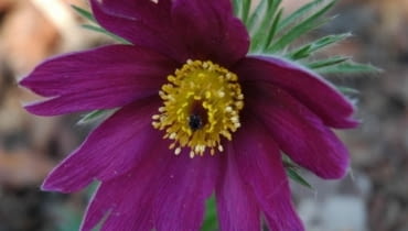 Sasanka zwyczajna (Pulsatilla vulgaris) Sasanka zwyczajna (Pulsatilla vulgaris)