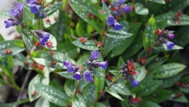 Miodunka plamista (Pulmonaria officinalis) Miodunka plamista (Pulmonaria officinalis)