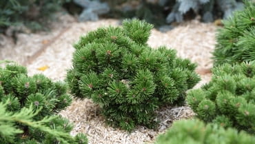 Sosna górska 'Mops'