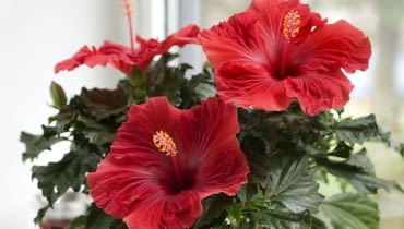 Hibiskus róża chińska 'Volcano' z serii Hibiscia