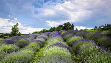 Lawendowe pole - takie widoki można podziwiać pod Olsztynem już od połowy czerwca.