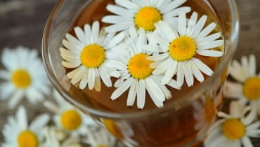 Zioła przeciwwirusowe Zioła przeciwwirusowe