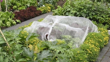 Osłonę dla wyższych roślin budujemy na stelażu z lekkich prętów. Na nich rozciągamy agrowłókninę lub folię bąbelkową. W ciagu dnia ten miniinspekt wietrzymy. OGROD , OCHRONNY TUNEL Z AGROWLOKNINY DLA ROSLIN FOT. MALGORZATA DYRSKA PUBLIKACJA OGRODY NUMER SPECJALNY 1/2011 - 50 SPOSOBOW NA PIEKNY OGROD - 5 2011 SLOWA KLUCZOWE: OGROD ROSLINA OGRODNICTWO ZDJĘCIE DO WKŁADKI: PUBLIKACJA OGRODY NUMER SPECJALNY 1/2011 - 50 SPOSOBOW NA PIEKNY OGROD - CZASOPISMA