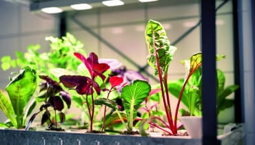 Młode warzywa prosto z granulatu. KRYDDA, zestaw do upraw (regał z ledowym oświetleniem, nasiona, podłoże i nawóz), od 99 zł, IKEA Młode warzywa prosto z granulatu. KRYDDA, zestaw do upraw (regał z ledowym oświetleniem, nasiona, podłoże i nawóz), od 99 zł, IKEA