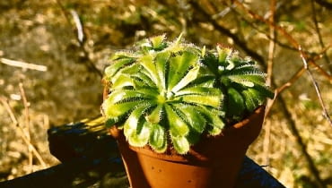 Dla egzotycznych gatunków rosiczek zima jest okresem wegetacji. W tym czasie potrzebują światła przez10-12 godzin. Jego niedobór można uzupełnić, stosując świetlówki liniowe, żarówki energooszczędne lub specjalne lampy (stymulujące wzrost roślin). Dla egzotycznych gatunków rosiczek zima jest okresem wegetacji. W tym czasie potrzebują światła przez10-12 godzin. Jego niedobór można uzupełnić, stosując świetlówki liniowe, żarówki energooszczędne lub specjalne lampy (stymulujące wzrost roślin).