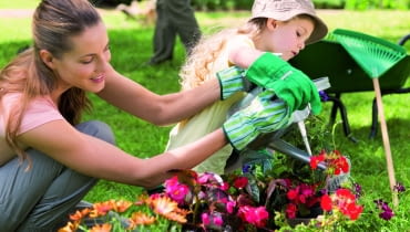 Rośliny balkonowe wymagają zasilania co 7-10 dni. Niedożywione słabo kwitną.