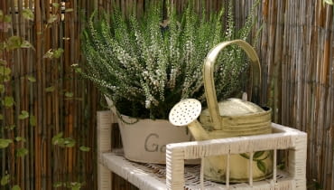 Mały balkon. Wrzosy na balkonie