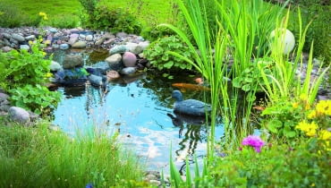 Szkodniki i choroby atakują rośliny przy brzegu, pływające i w głębszych strefach. v