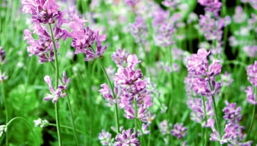 Często mają niepozorne kwiatki, ale za to zniewalają aromatem. Oprócz prezentowanych roślin do pachnącej czołówki należą także heliotrop, rezeda, macierzanka i goździk brodaty. Wybór jak w najlepszej perfumerii! <BR /> Lawenda - wystarczy posadzony w doniczce krzaczek, by od czerwca do sierpnia czuć się na własnym balkonie jak w dalekiej Prowansji. ROSLINY KWIATY LAWENDA FOT. JAROSLAW PRZYBYL PUBLIKACJA OGRODY NR 7 (99) - 7 2007