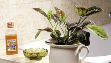 Maranta (<i>Marantha leuconeura</i>)