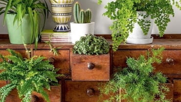 Rośliny doniczkowe w domu