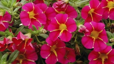 Superbells 'Cherry Star' nowe kwiaty balkonowe