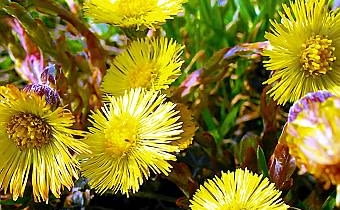 12.04.2003 WARSZAWA BYLINY WIOSNA WSKAZNIKI WIOSNY KWIAT PODBIAL POSPOLITY TUSSILAGO FARFARA FOT PAWEL SLOMCZYNSKI / AGENCJA GAZETA