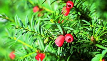 Gałązka zdrowego okazu v