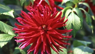 Dalie (Dahlia) to rośliny krótkiego dnia kwitnące w drugiej połowie lata. Odmiany wysokie o ciężkich, okazałych koszyczkach kwiatowych należy podpierać, aby nie połamały się na wietrze Dalie (Dahlia) to rośliny krótkiego dnia kwitnące w drugiej połowie lata. Odmiany wysokie o ciężkich, okazałych koszyczkach kwiatowych należy podpierać, aby nie połamały się na wietrze