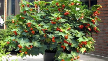 Zaślaz odmiana 'Orange' ma sztywne proste pędy i kwiaty podobne do róży chińskiej. Dorasta do 2,5 m Abutilon orange