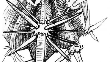 Ciernie pochodzenia liściowego u kaktusa Ciernie pochodzenia liściowego u kaktusa