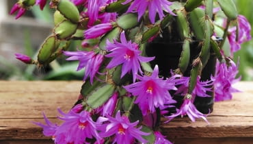 Szlumbergera czyli grudnik Szlumbergera czyli grudnik