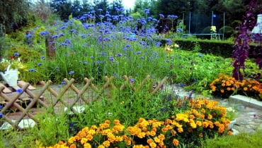 Obwódki z aksamitek jak promienie słońca znaczą linię rabatek.