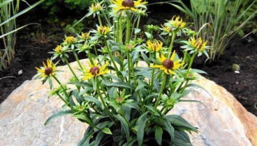 Rudbekia 'Little Goldstar' o okazałych żółtych kwiatach i niewielkiej wysokości będzie idealną ozdobą ogrodu, zwłaszcza małego.