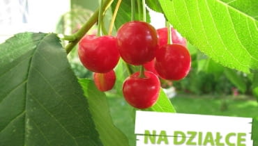 Owoce wiśni Owoce wiśni