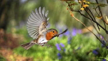European Robin (Erithacus rubecula) bringing food for its nestlings. Europe. [Surrey, England] SLOWA KLUCZOWE: Close Up Erithacus rubecula Essen Europšer Flugreise Food FŁtterung Garten Kellerassel Nahaufnahme Rotkehlchen Schnabel Vogel VUgel europšisch fliegen fliegend fliegende fliegender fliegendes fŁttern rot tragen tršgt Europšer FŁtterung VUgel europšisch fŁttern tršgt Querformat