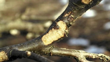 Gałęzie podgryzione przez zające Gałęzie podgryzione przez zające