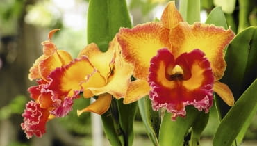 BLC ' Chunyeach' BLC ' Chunyeach'