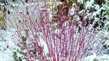 Uroda czerwonych gałązek derenia białego (Cornus alba) 'Sibirica' w krajobrazie zimowego ogrodu nie ma sobie równych. Uroda czerwonych gałązek derenia białego (Cornus alba) 'Sibirica' w krajobrazie zimowego ogrodu nie ma sobie równych.