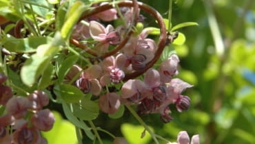 Akebia quinata, akebia pięciolistkowa, pnącza Akebia quinata, akebia pięciolistkowa, pnącza