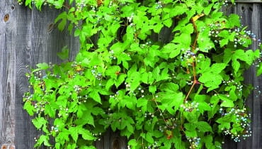 Pędy winnika zmiennego dobrze maskują niezbyt ładny płot.