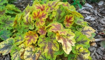 Żuraweczka Heucherella 'Solar Eclipse'