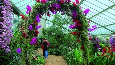 Wysoki trejaż obrośnięty różnymi odmianami storczyka Wanda wygląda jak kwietny łuk triumfalny.