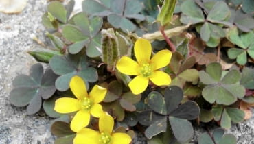 Szczawik różkowaty odmiana 'Atropurpurea'. Ładny,ale uciażliwy chwast. Szczawik różkowaty odmiana 'Atropurpurea'. Ładny,ale uciażliwy chwast.