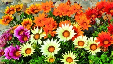 Gazania może przezimować w postaci rozet liściowych. Gazania może przezimować w postaci rozet liściowych.