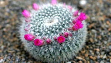 Mammillaria sp.