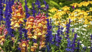 Wyżlin większy (Antirrhinum majus)