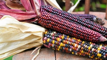 KOLBY KUKURYDZY ozdobnej są kolorowe i bardzo trwałe po wysuszeniu. KOLBY KUKURYDZY ozdobnej są kolorowe i bardzo trwałe po wysuszeniu.