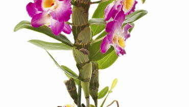 Dendrobium tworzy mięsiste pędy zwane pseudobulwami. Storczyk nawozimy dolistnie lub płynną odżywką, aplikowaną do podłoża. Dendrobium tworzy mięsiste pędy zwane pseudobulwami. Storczyk nawozimy dolistnie lub płynną odżywką, aplikowaną do podłoża.