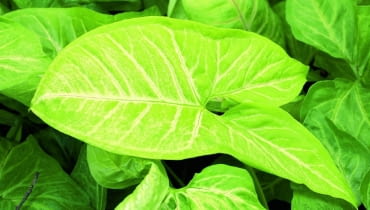 Syngonium 'White Butterfly' to wytrzymałe, bujne pnącze o złocisto-białych liściach.