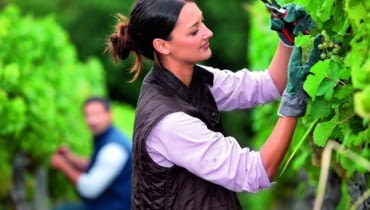 Owocujące pędy winorośli skracamy w taki sposób, by nad najwyżej położonym gronem pozostało kilka liści. Wycinamy część młodych odrostów, inne skracamy. Owocujące pędy winorośli skracamy w taki sposób, by nad najwyżej położonym gronem pozostało kilka liści. Wycinamy część młodych odrostów, inne skracamy.