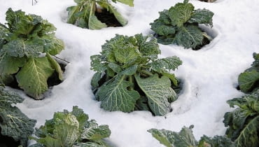 kapusta włoska kapusta włoska