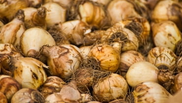 Cebulki tulipana Cebulki tulipana