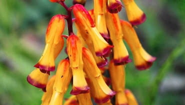 LACHENALIA ALOESOWATA 'Pearsonii' zakwita w marcu. Jej kwiatostany składają się z kilkunastu dzwonkowatych kwiatów. Cape cowslip (Lachenalia alloides, syn. A. tricolor) 'Pearsonii', March