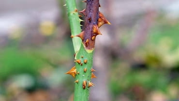 Zamieranie pędów (nekroza). Objawy. Na łodygach pojawiają się brunatne plamy powiększające się do dołu pędu, co prowadzi do zamierania całego odgałęzienia. Zabiegi. Wycinamy chore pędy w odległości 1 cm od nekrozy. Pozostawiamy gładką powierzchnię ran. Zabezpieczamy je Fito Plastrem Spray, a całe krzewy profilaktycznie opryskujemy Topsinem M 500 SC lub Rovralem Aquaflo 500 SC.
